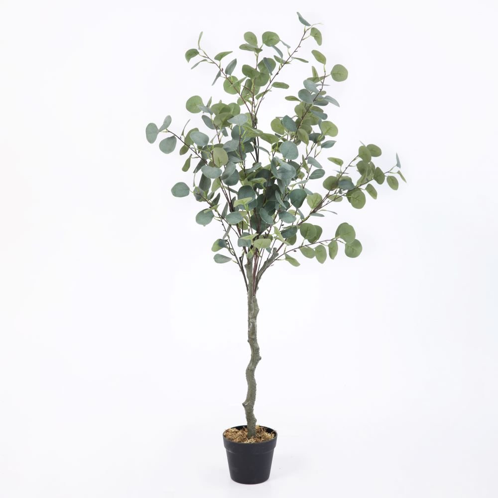 Eucalyptus Tree in Black Pot H130cm