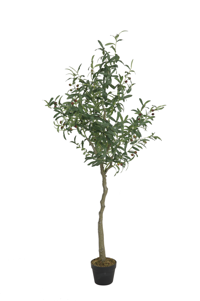Olive Tree in Black Pot H170cm