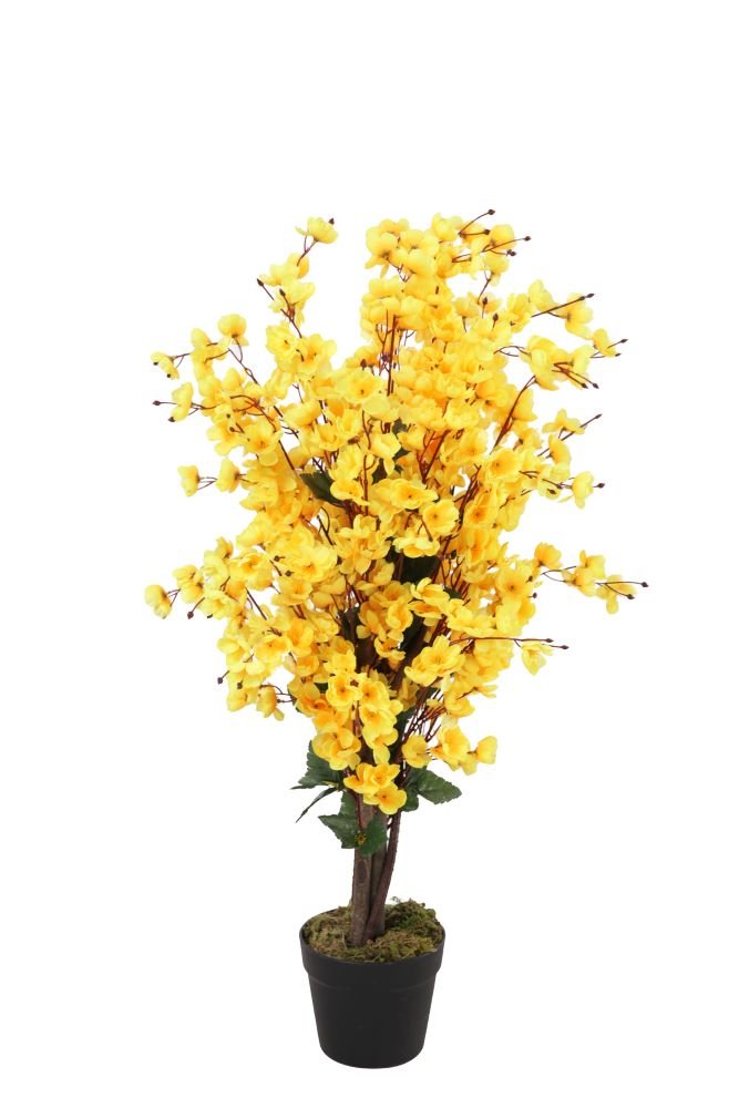 Wintersweet Tree H90cm