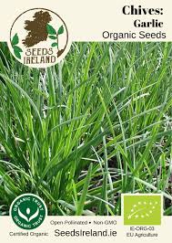 Chives Seeds