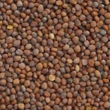 Radish Seeds