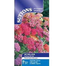 Achillea Summer Berries