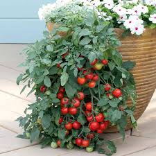 Hanging Basket Tomato – Tumbling Tom Red